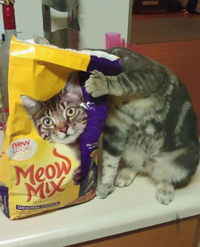 Illusion - cat bag