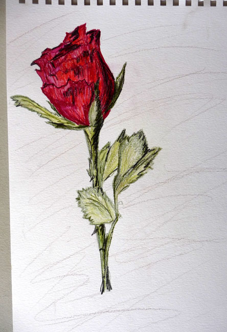 Rebecca - rose drawings